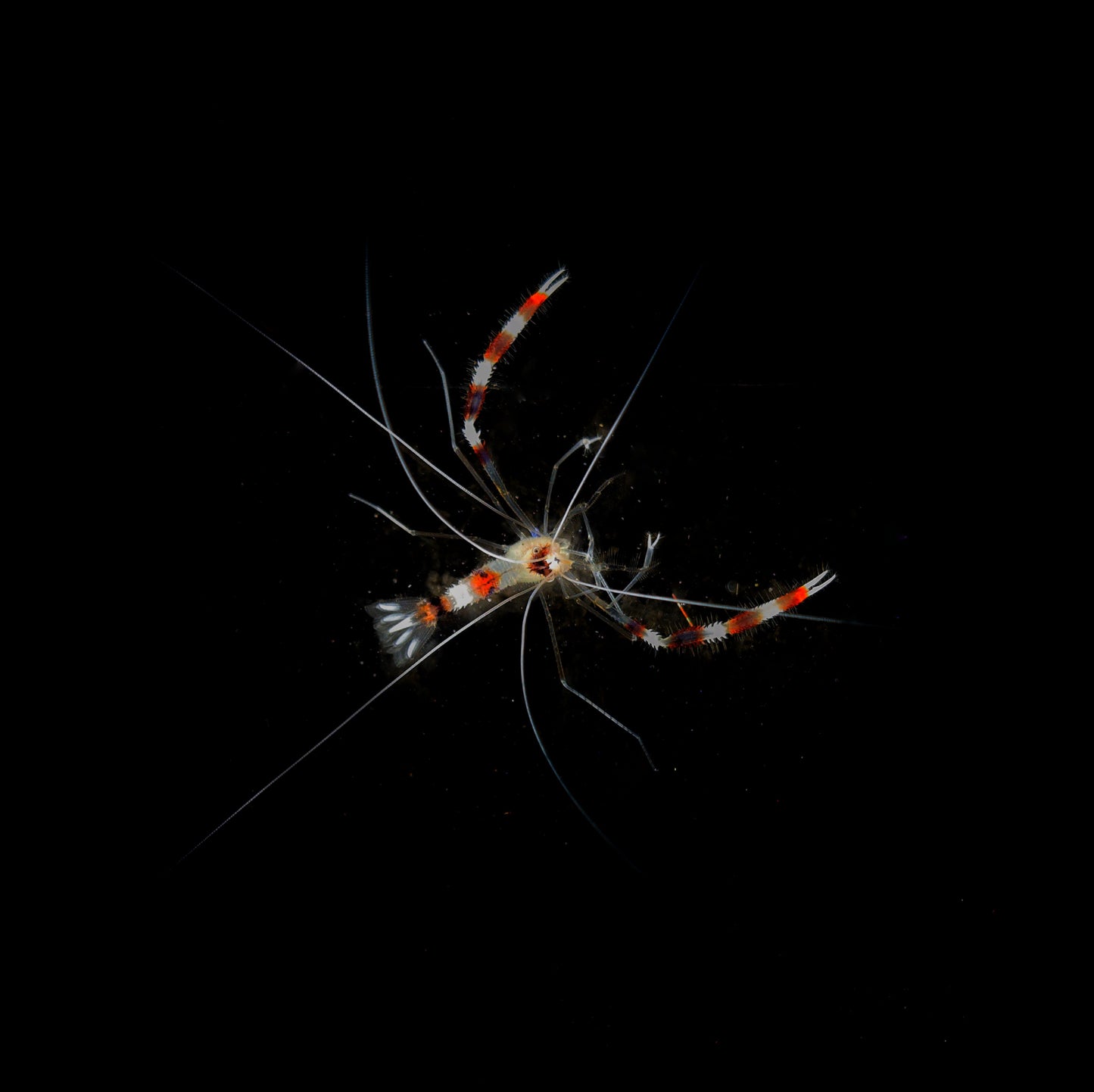 Coral Banded Shrimp