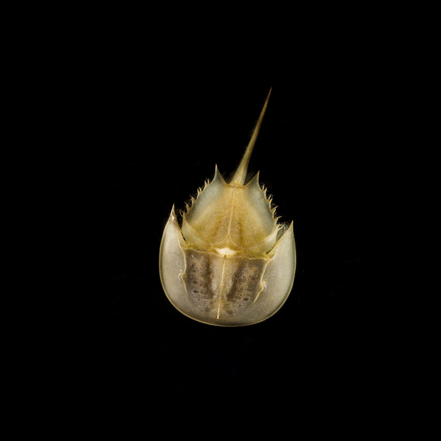 Horseshoe Crab