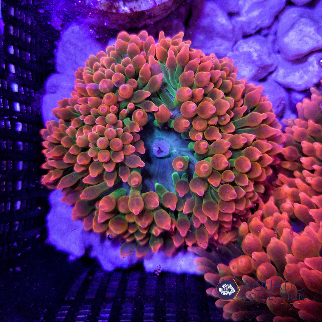 Rose Bubble Tip Anemone