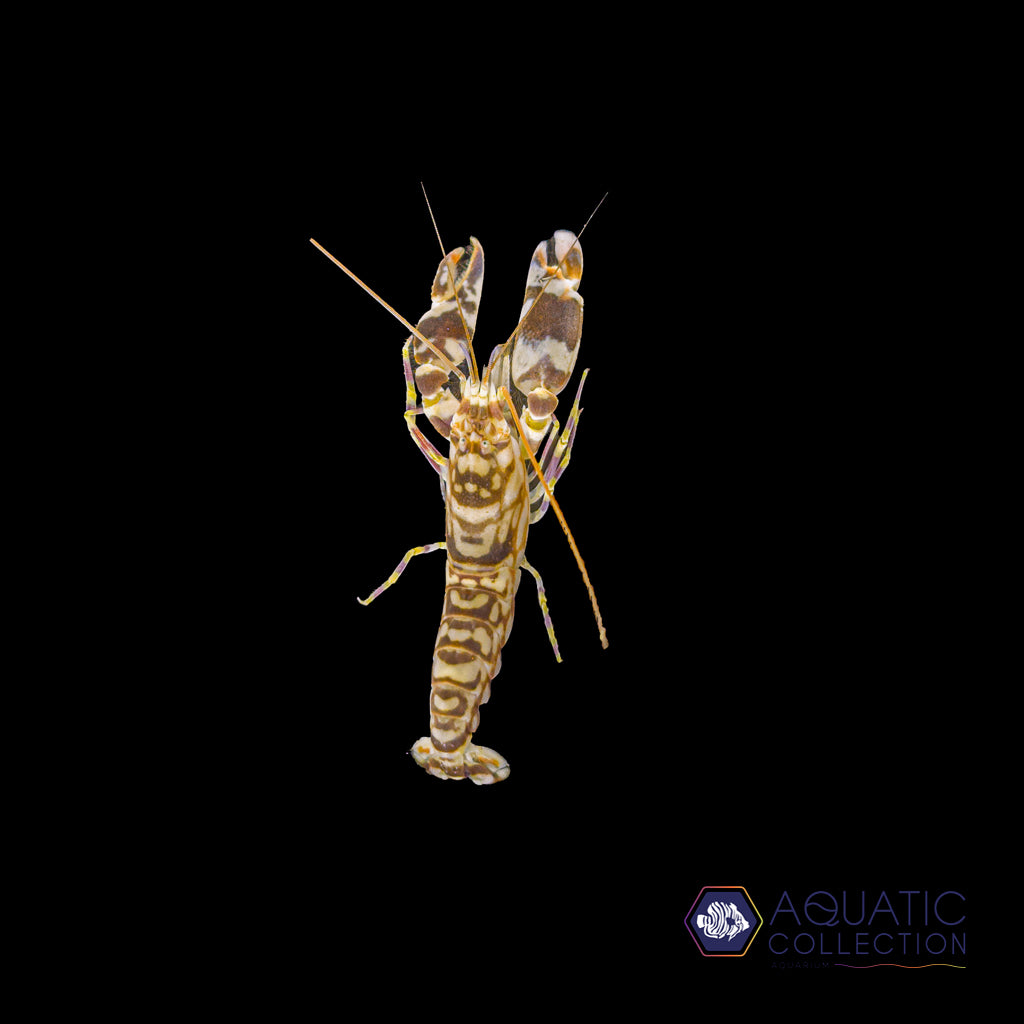 Tiger Pistol Shrimp