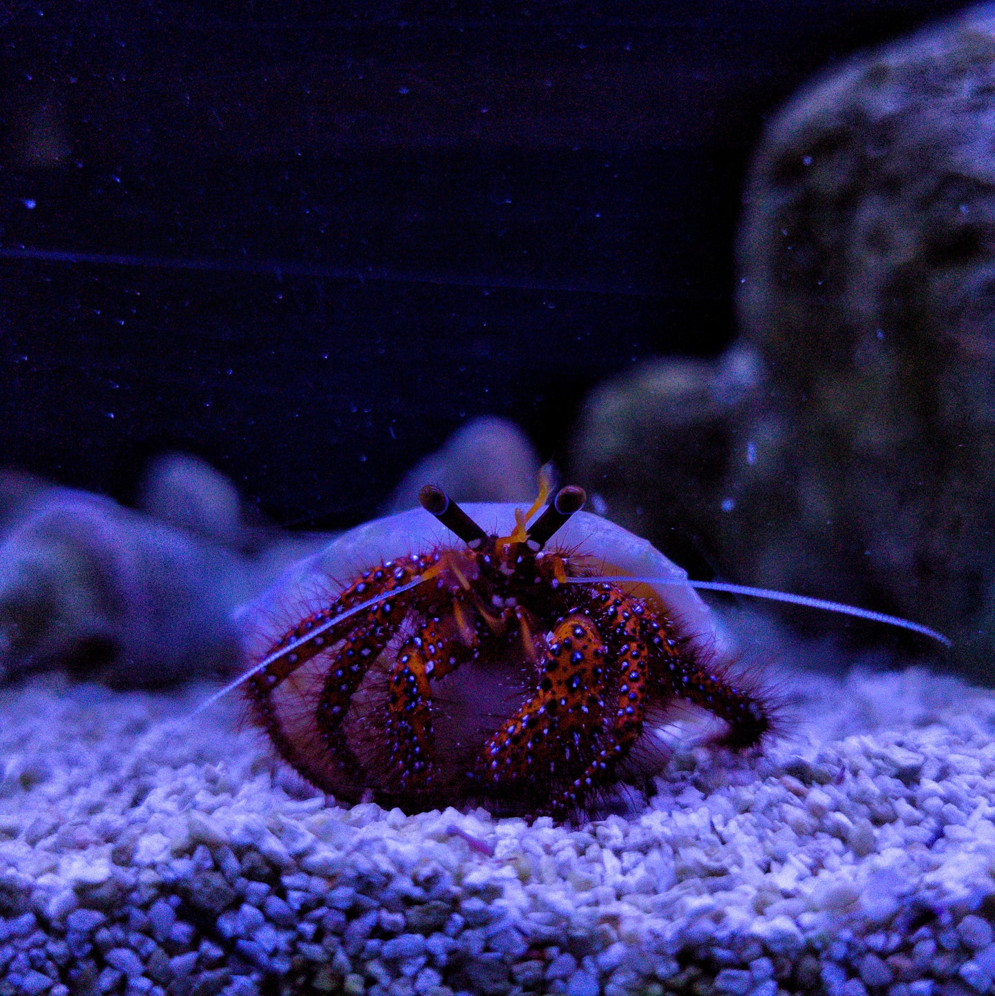 Hairy Hermit Crab