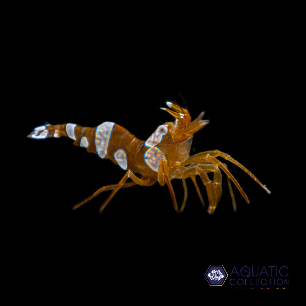 Sexy Shrimp