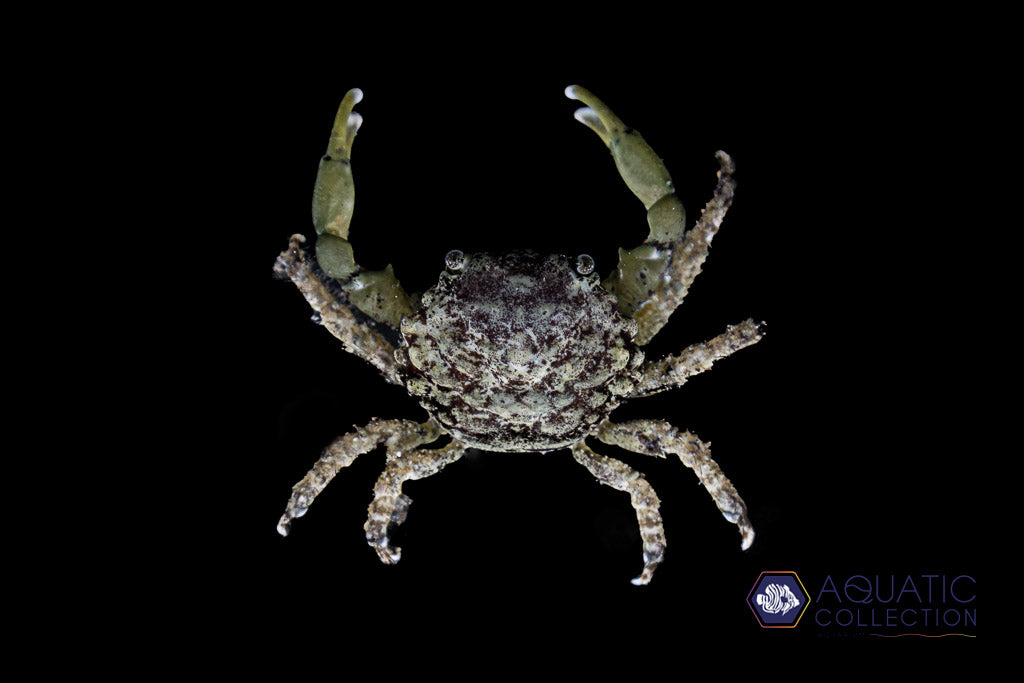 Emerald Crab