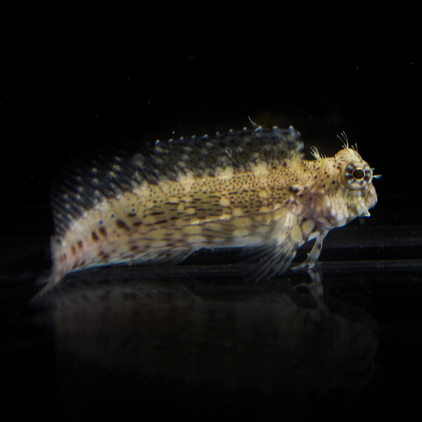 Algae Blenny