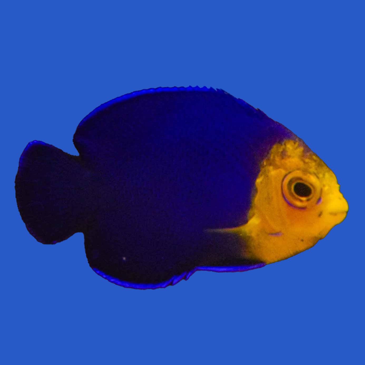 Argi Angelfish