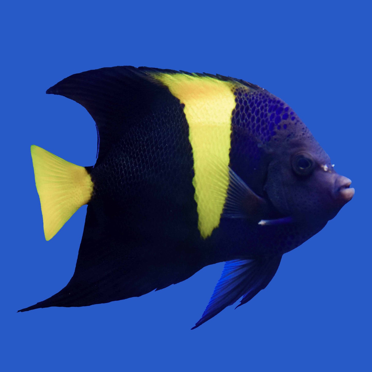 Asfur Angelfish