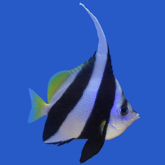 Heniochus Bannerfish