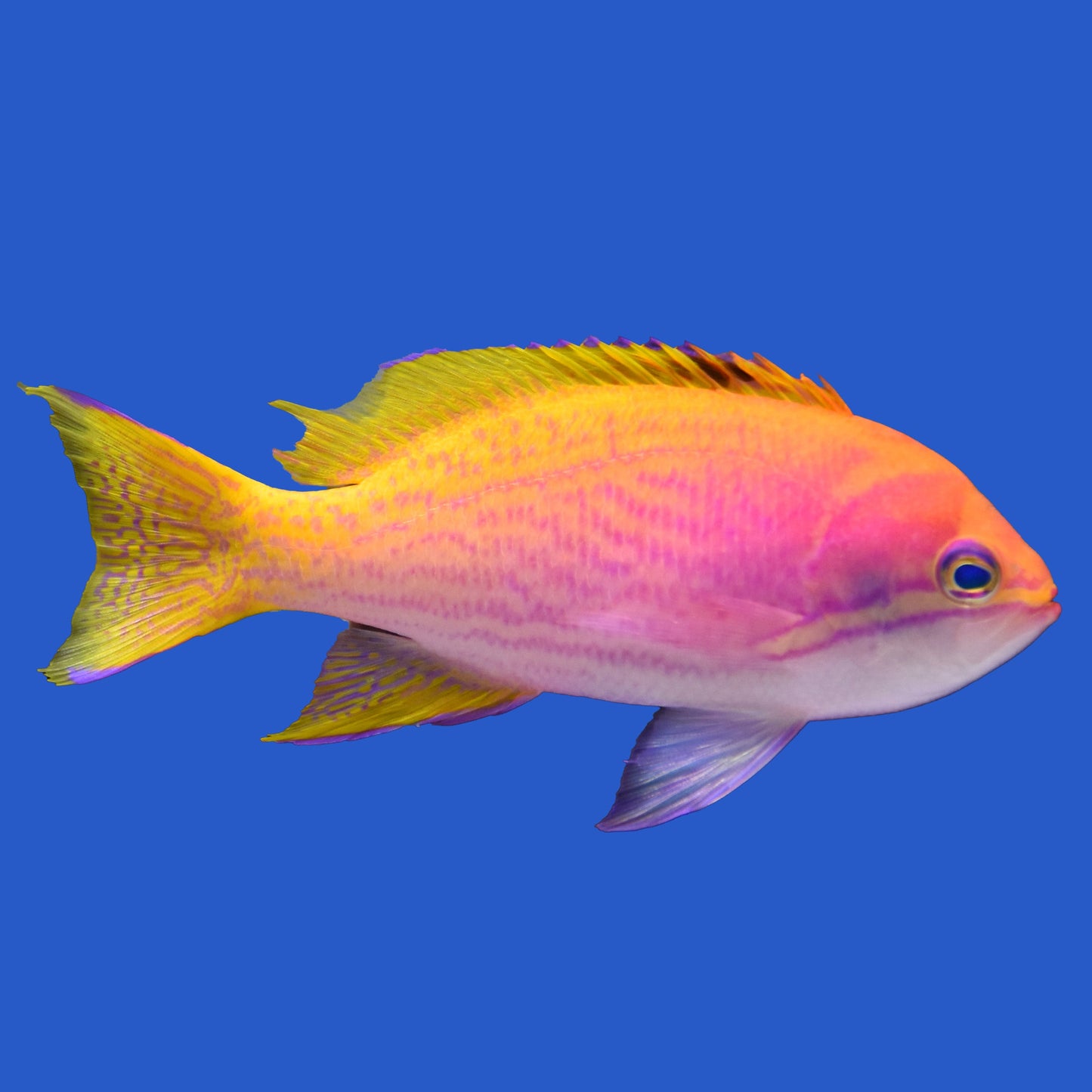 Bimac Anthias