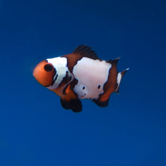 Black Ice Clownfish - Aquacultured