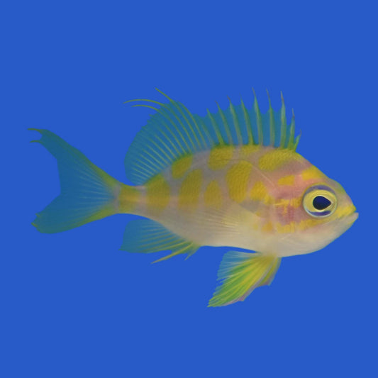 Blotchy Anthias WYSIWYG