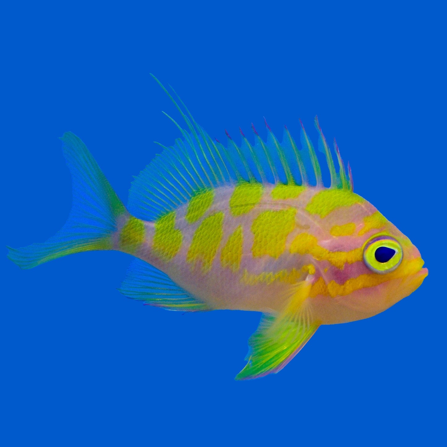Blotchy Anthias
