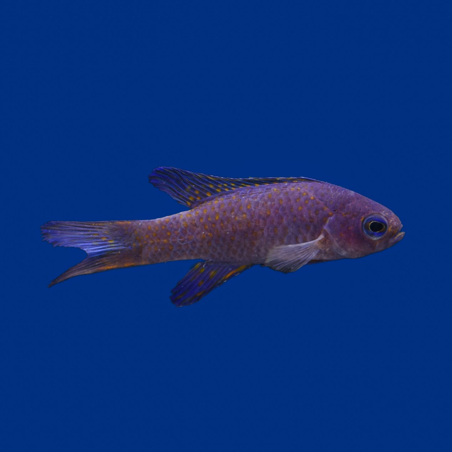 Blue Assessor