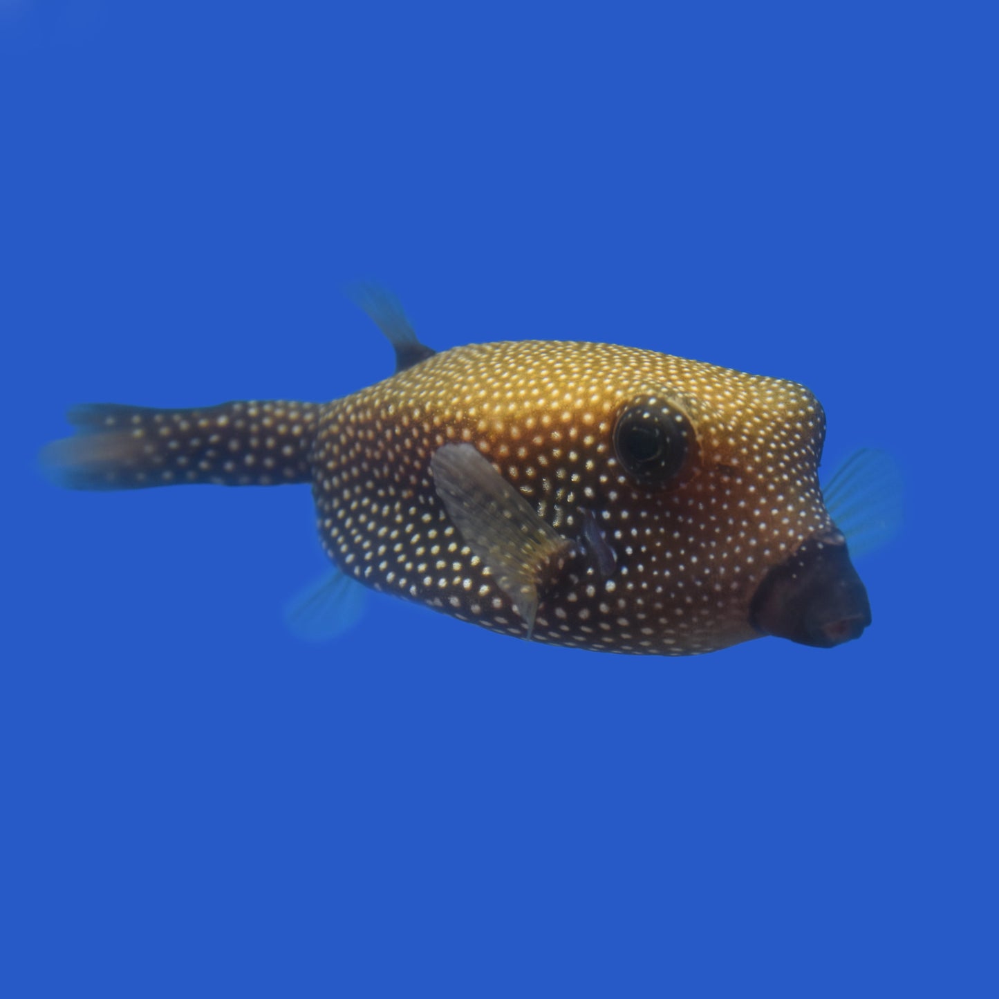 Blue Boxfish
