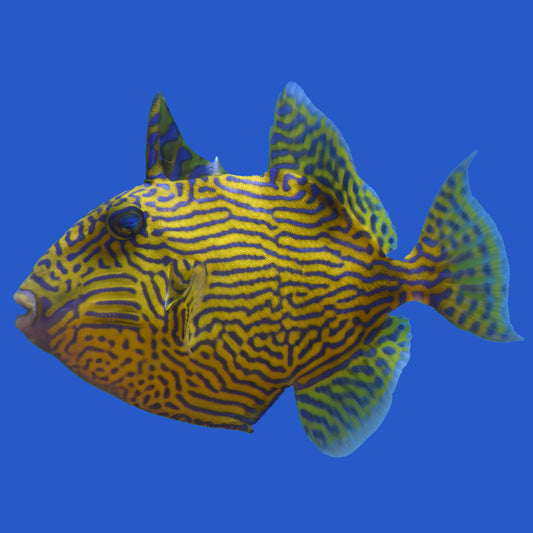 Blue Line Triggerfish