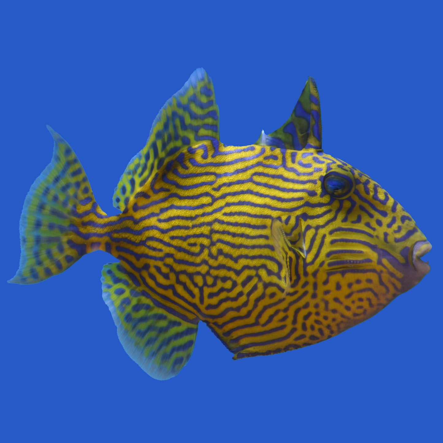 Blue Line Triggerfish