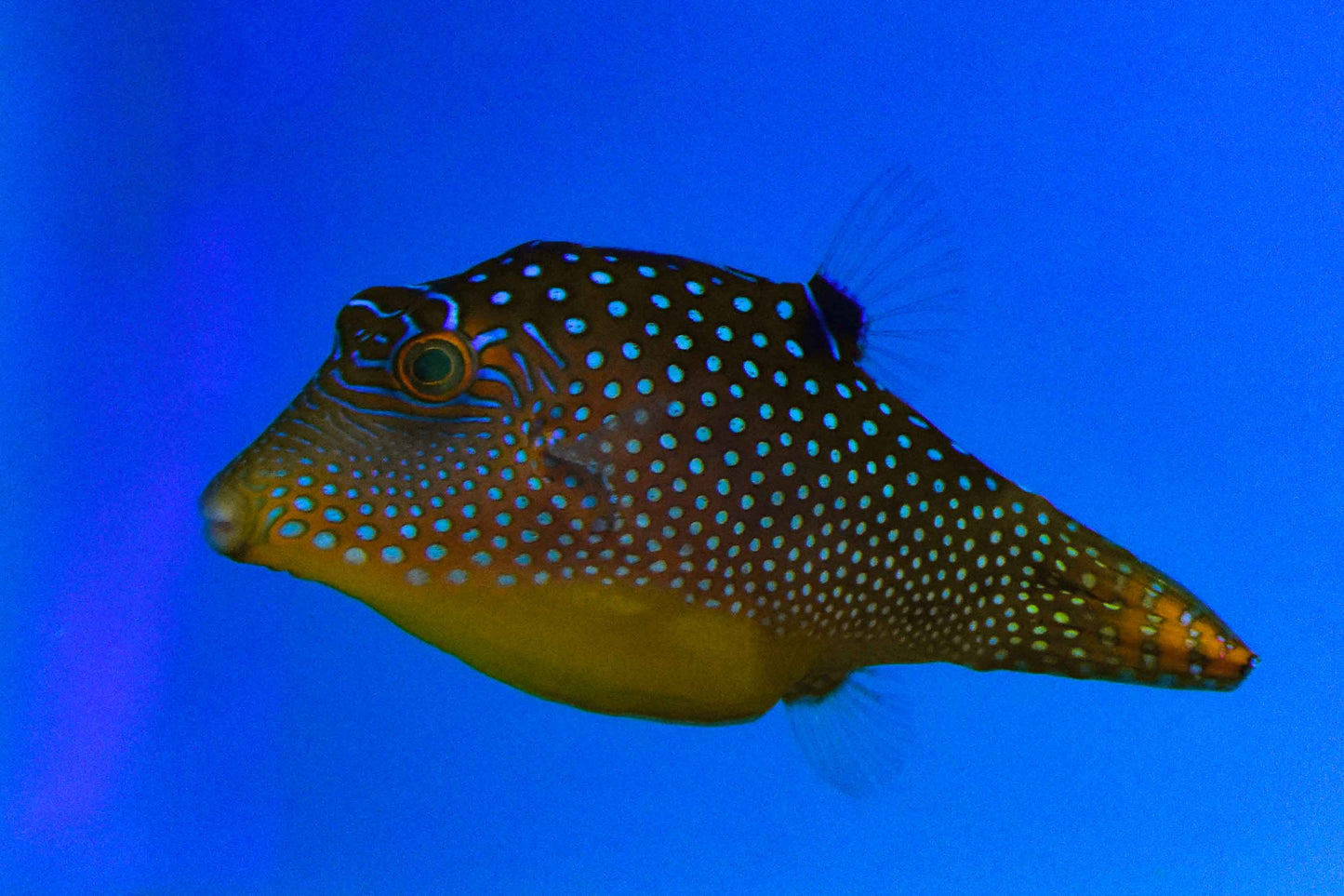 Blue Spotted Pufferfish