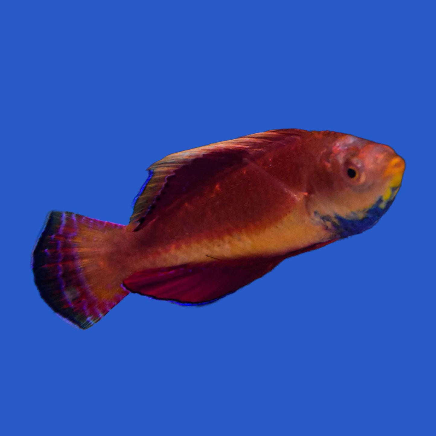 Blue Throat Sailfin Fairy Wrasse
