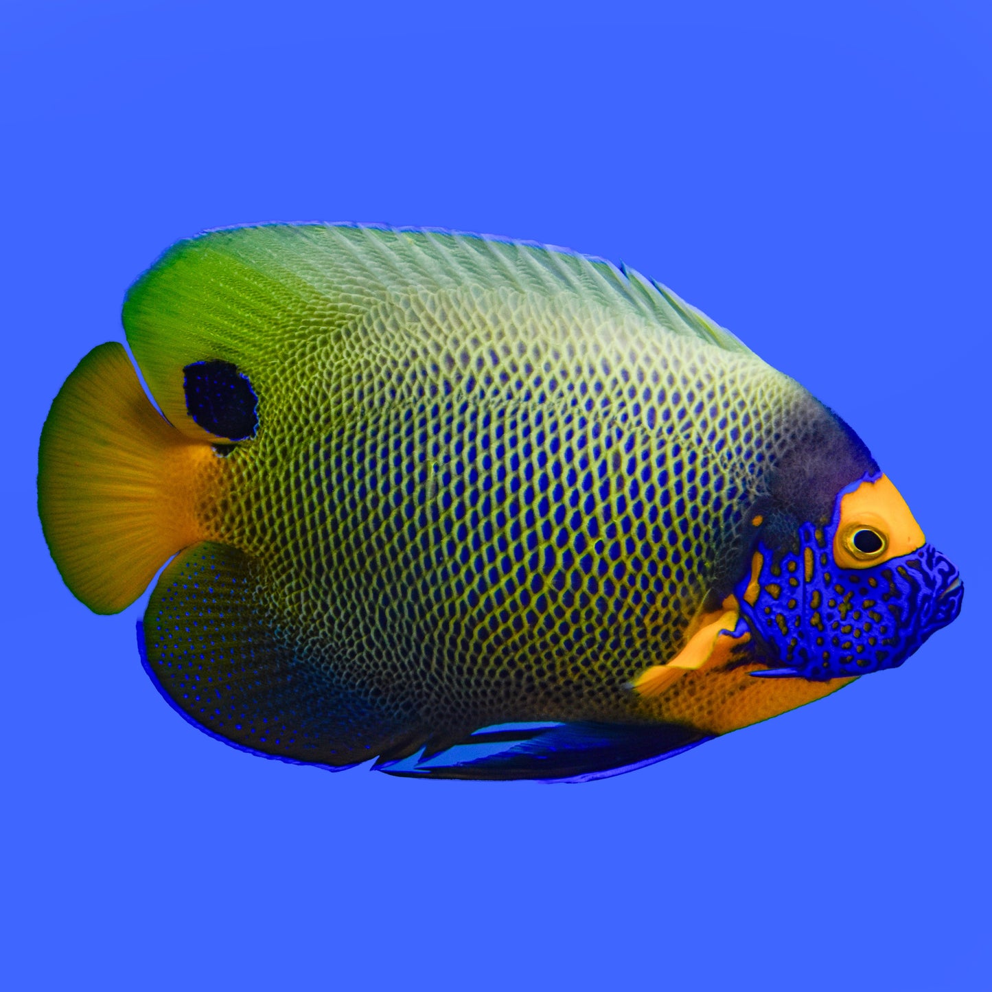 Blue Face Angelfish