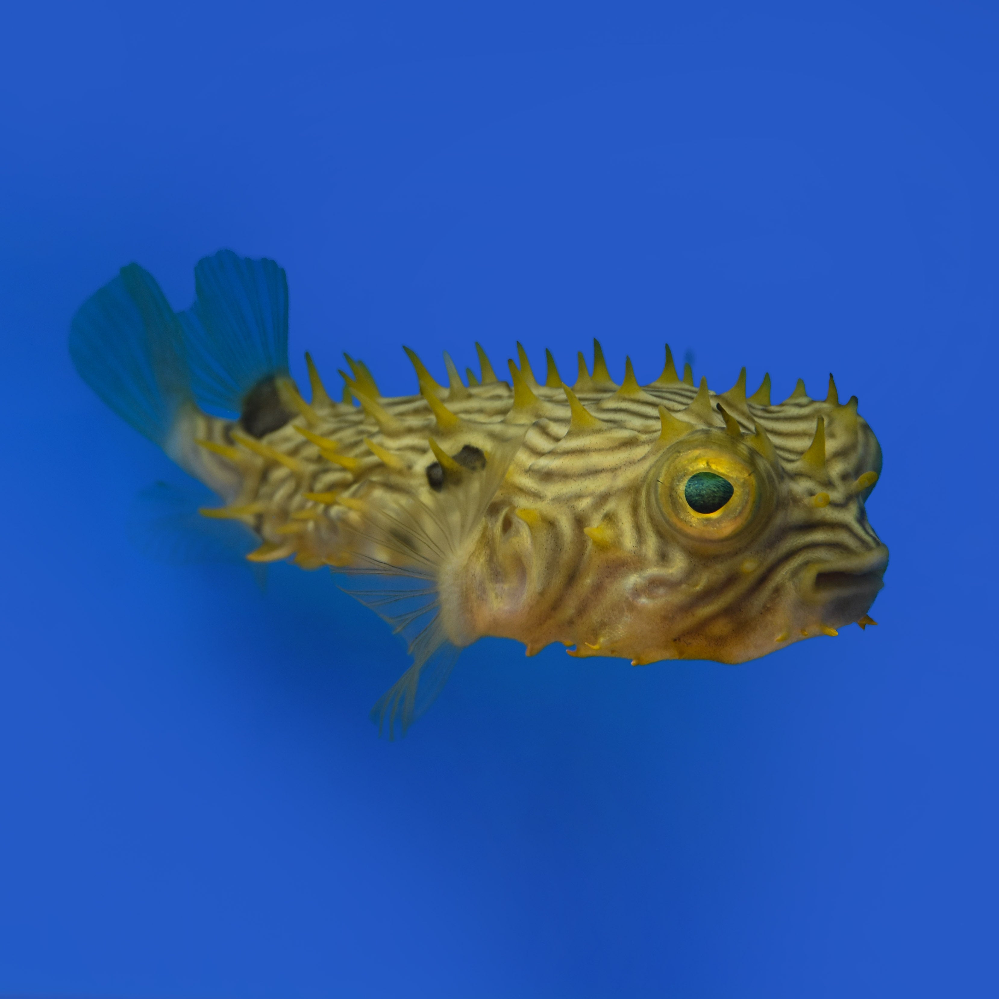 blue box puffer fish (male) NYAquatic Its tail fin is mainly used as a rudder Burr Pufferfish Aquatic Collection