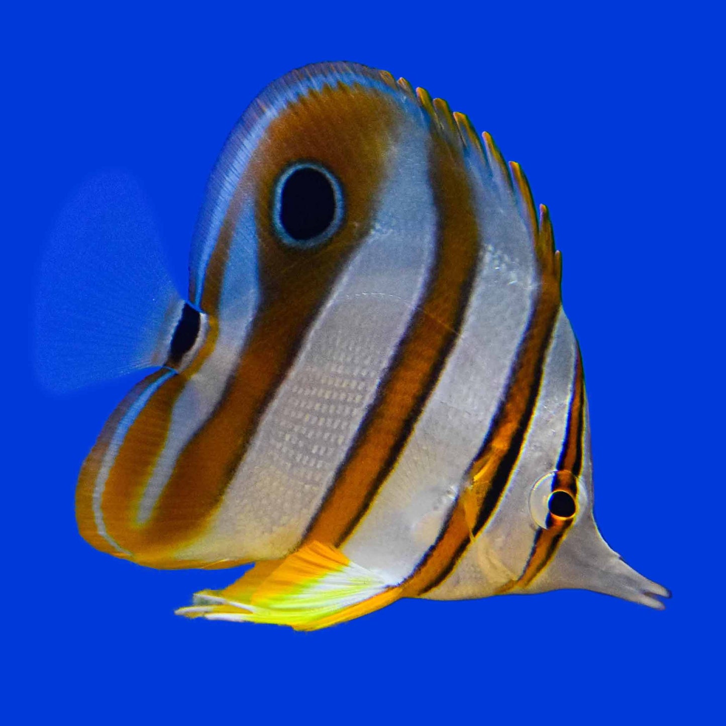 Copperband Butterflyfish