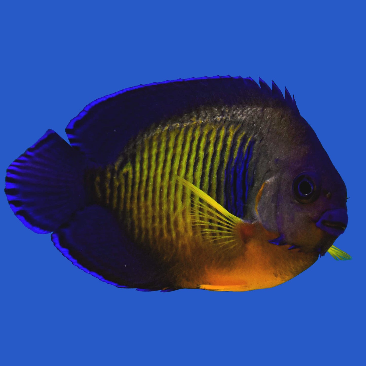Coral Beauty Angelfish