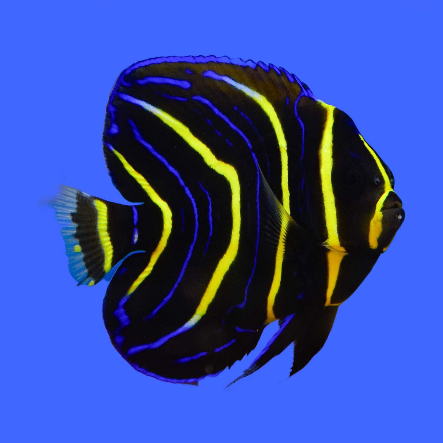 Cortez Angelfish