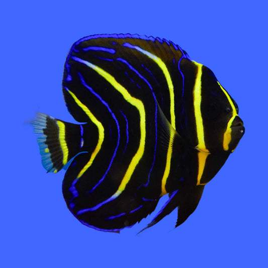 Cortez Angelfish