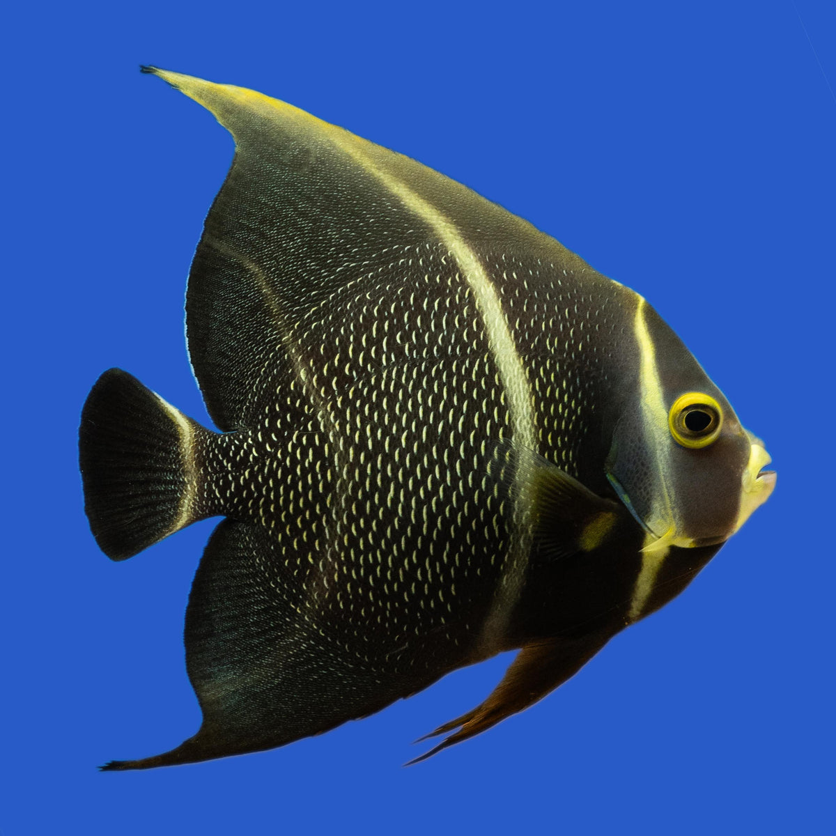 French Angelfish WYSIWYG