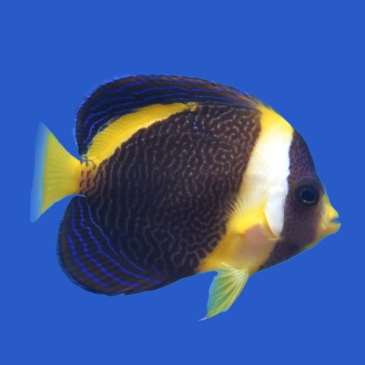 Scribble Angelfish WYSIWYG