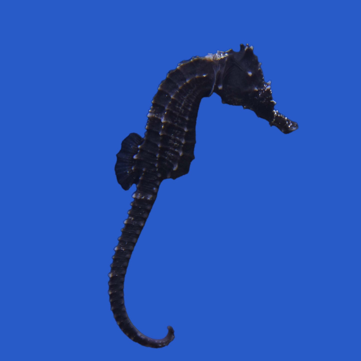 Erectus Seahorse (Tank Raised)