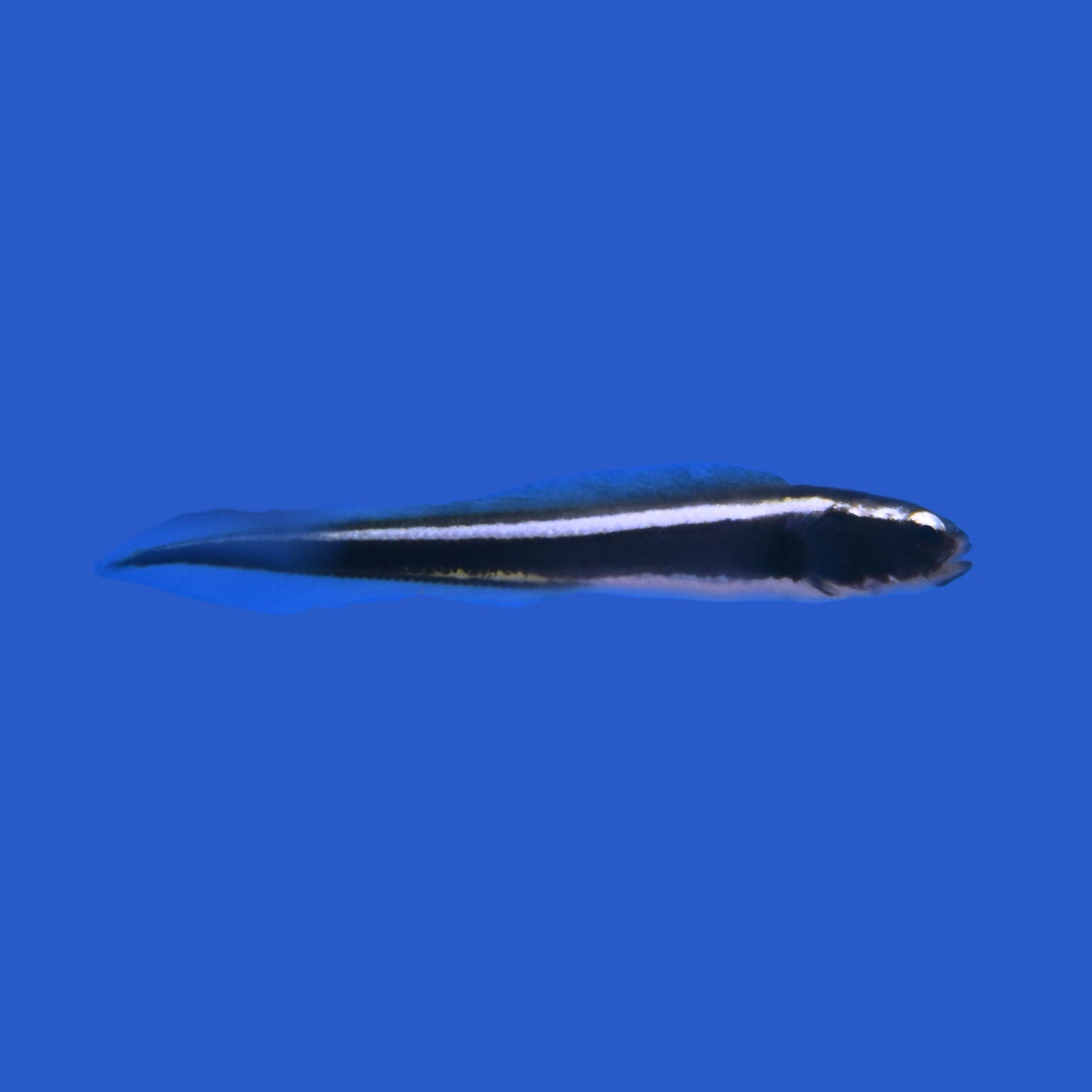 Engineer Goby