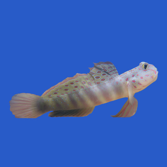 Pink Spotted Watchman Goby