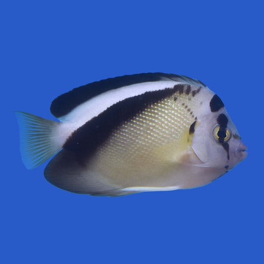 Griffis Angelfish