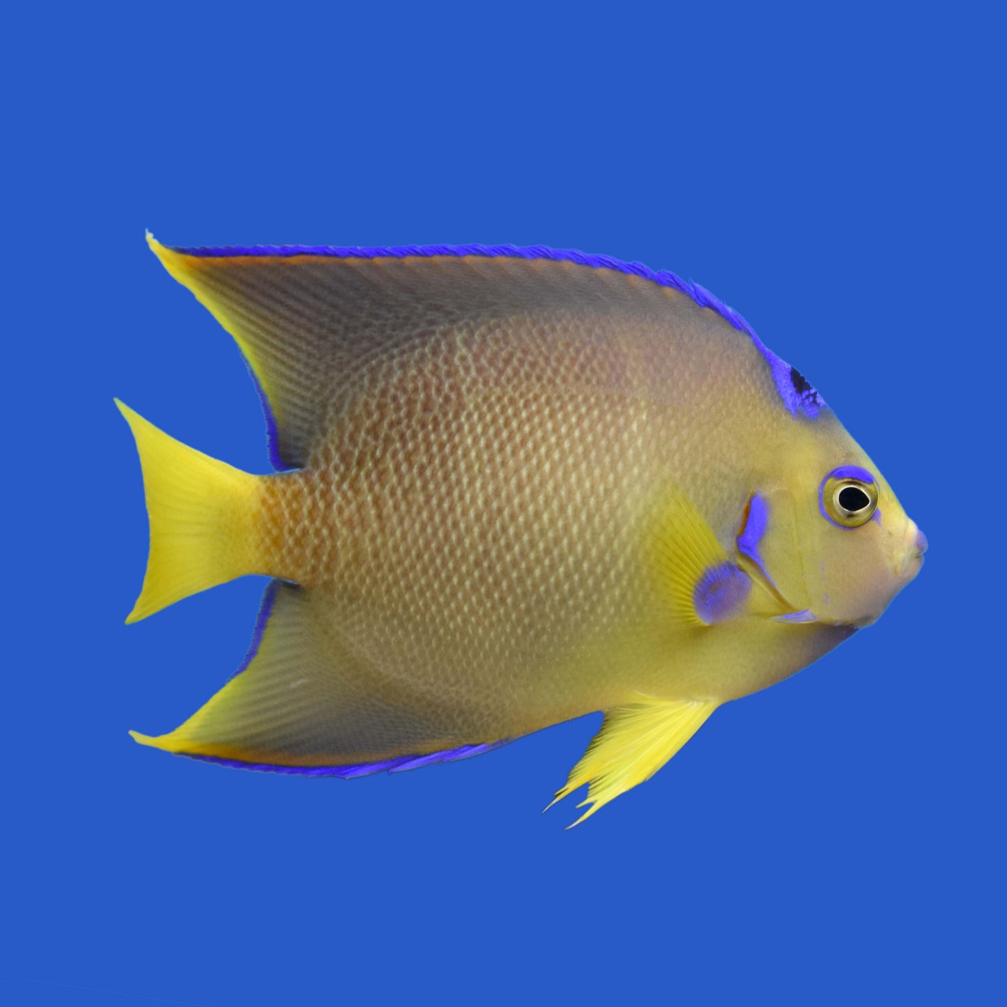 Blue Angelfish