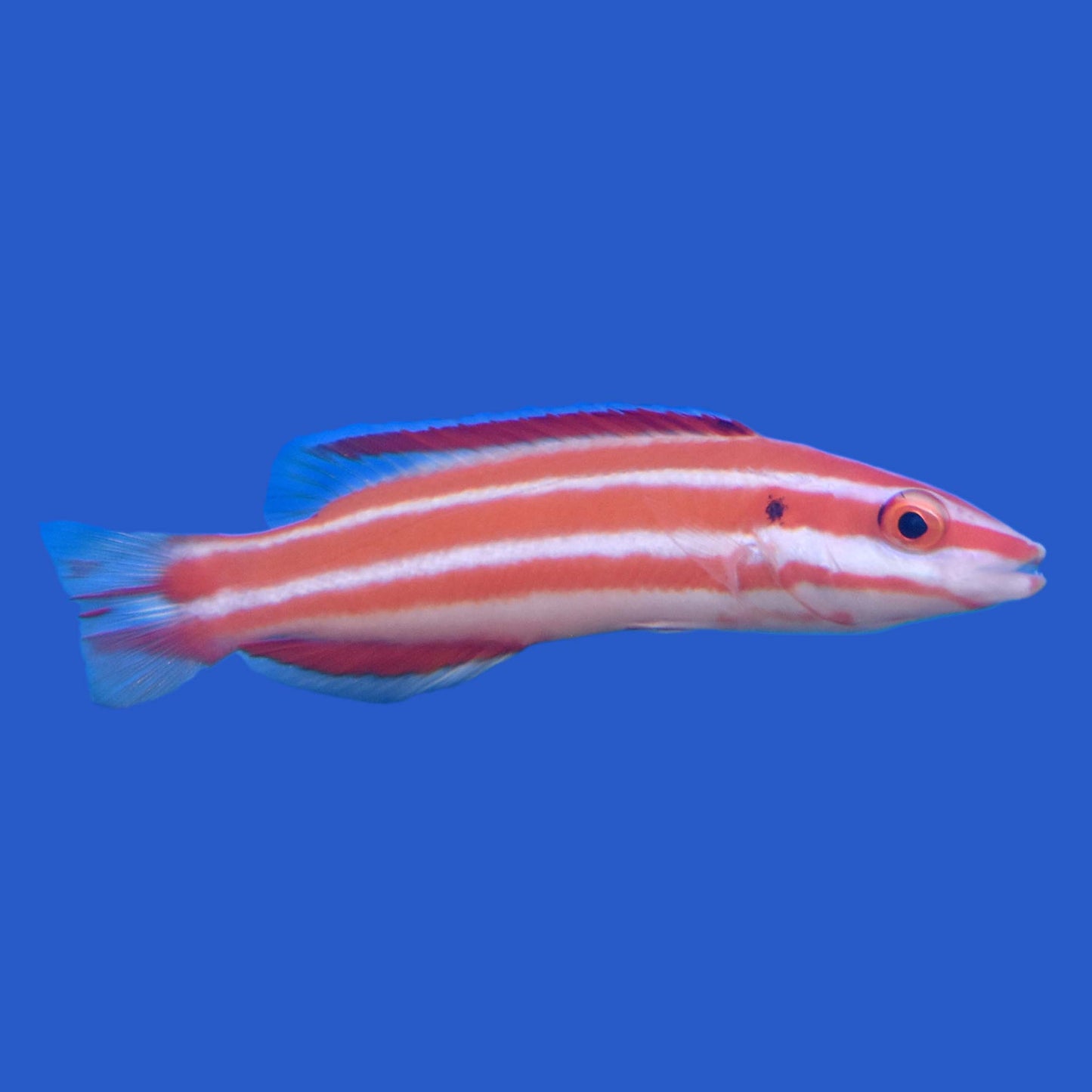 Neopercularis Hogfish