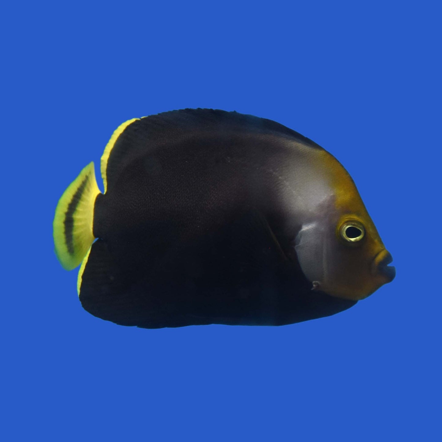 Phantom Angelfish