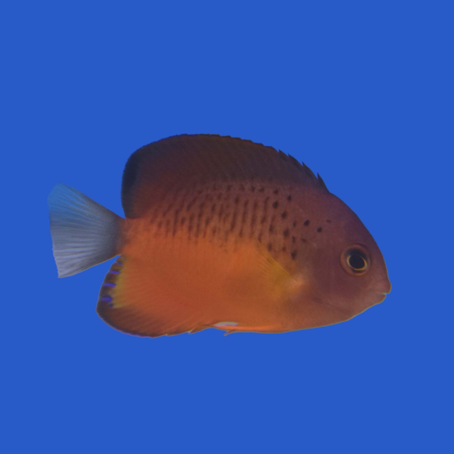 Rusty Hybrid Angelfish Pair WYSIWYG
