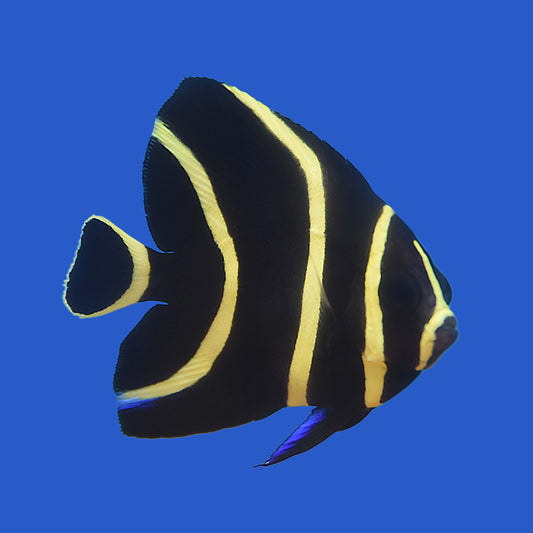 French Angelfish (Juvenile) WYSIWYG