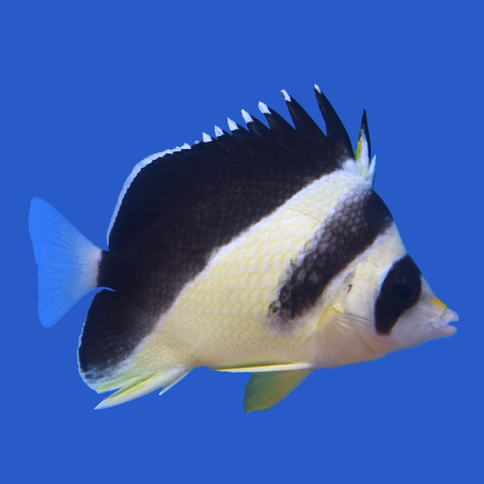 Burgess Butterflyfish WYSIWYG