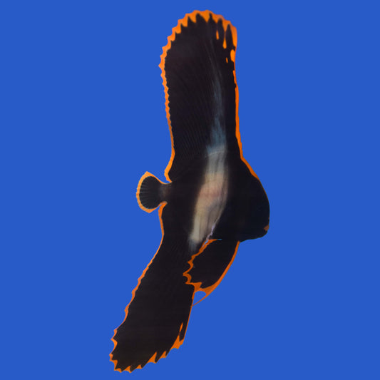 Pinnatus Batfish