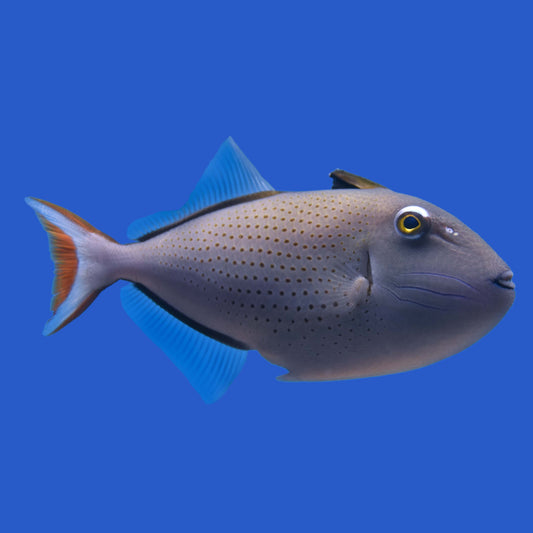 Sargassum Triggerfish WYSIWYG