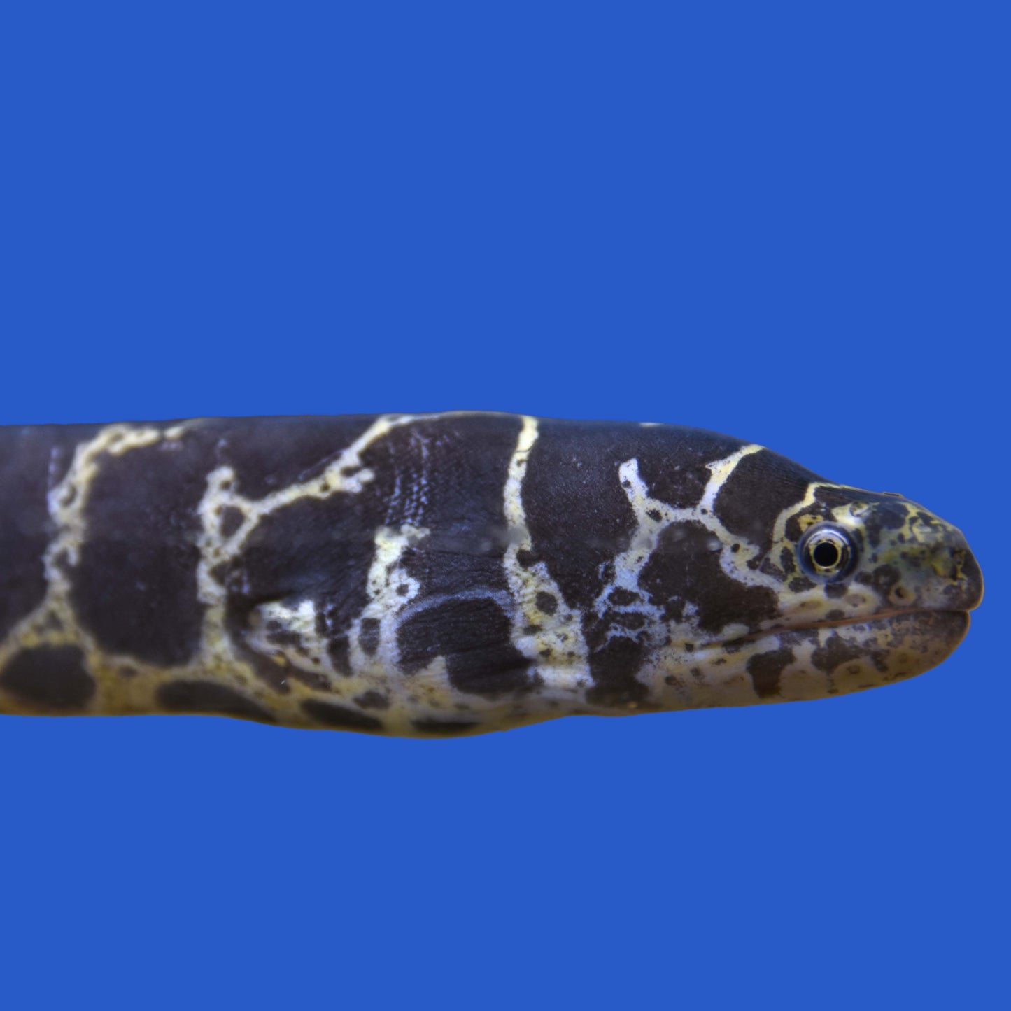 Chainlink Eel
