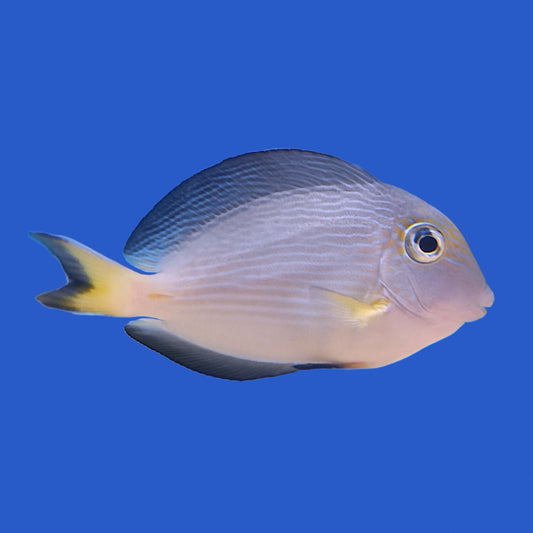 Sohal Tang (Juvenile) WYSIWYG