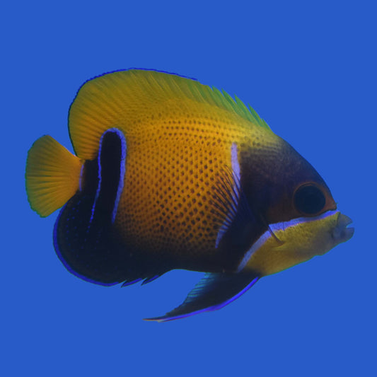 Majestic Angelfish WYSIWYG