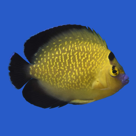Goldflake Angelfish WYSIWYG