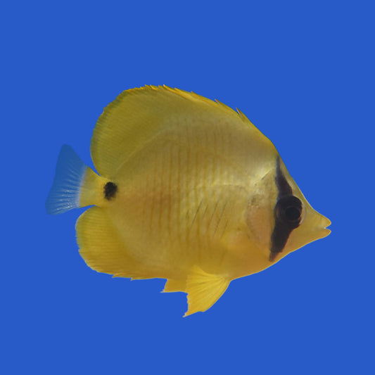 Golden Butterflyfish (Juvenile) WYSIWYG