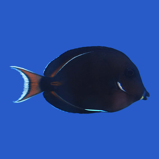 Achilles Tang WYSIWYG