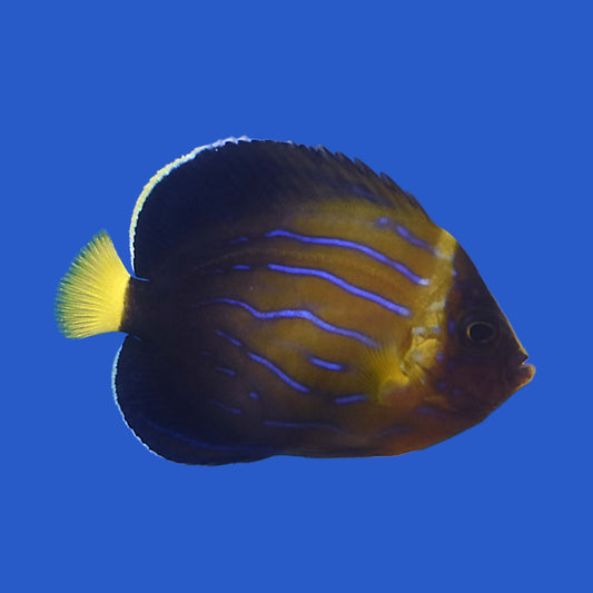 Blue Line Angelfish WYSIWYG