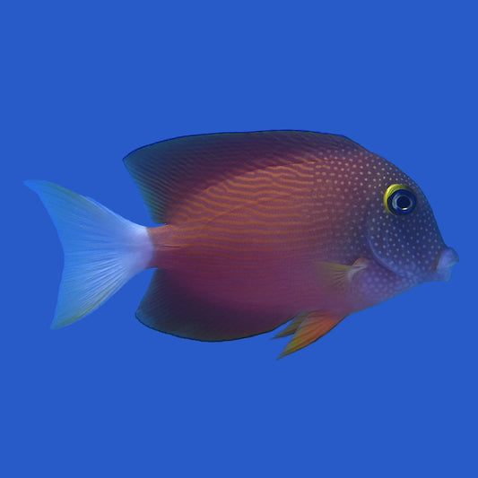 Whitetail Kole Tang WYSIWYG