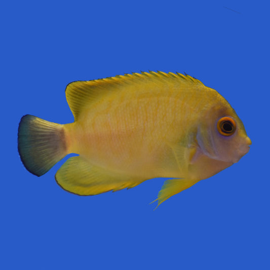 Tigerpyge Angelfish WYSIWYG